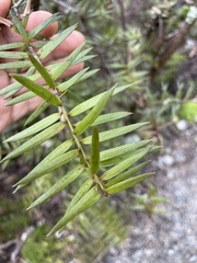 Podocarpus laetus