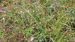 Agalinis filifolia