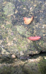 Androniscus dentiger