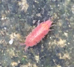 Androniscus dentiger