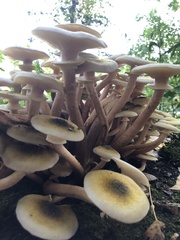 Armillaria