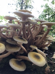 Armillaria