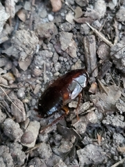 Parcoblatta pennsylvanica