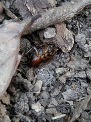 Parcoblatta pennsylvanica