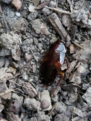 Parcoblatta pennsylvanica