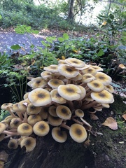 Armillaria