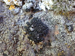 Lichinaceae