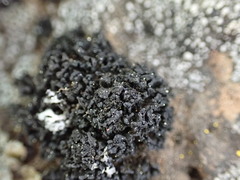 Lichinaceae
