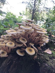Armillaria