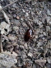 Parcoblatta pennsylvanica