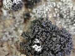 Lichinaceae