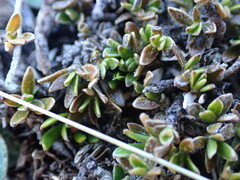 Coprosma petriei
