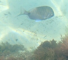 Diplodus