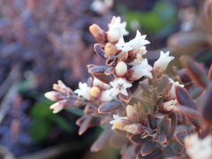 Acrothamnus colensoi