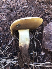 Buchwaldoboletus sphaerocephalus