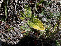Brachyglottis bellidioides
