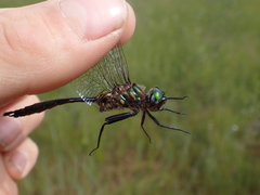 Somatochlora walshii
