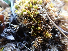 Colobanthus brevisepalus