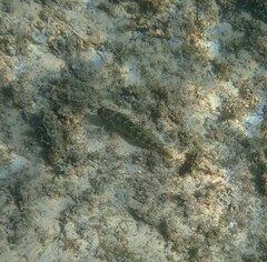 Parablennius pilicornis