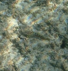 Parablennius pilicornis