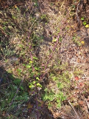 Nabalus serpentarius