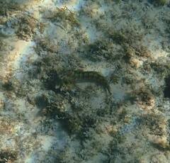 Parablennius pilicornis