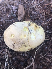 Buchwaldoboletus sphaerocephalus