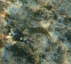 Parablennius pilicornis