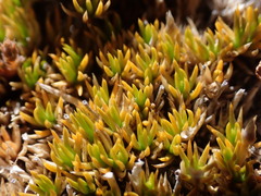 Colobanthus brevisepalus