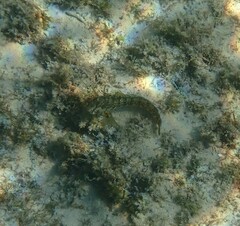 Parablennius pilicornis