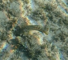 Parablennius pilicornis