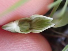 Pterostylis tanypoda