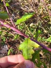 Nabalus serpentarius