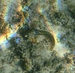 Parablennius pilicornis