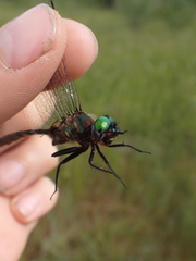 Somatochlora walshii
