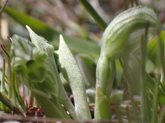 Pterostylis tanypoda