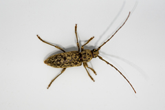 Image of Enaphalodes cortiphagus