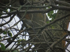 Saltator grandis