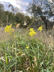 Brassicaceae
