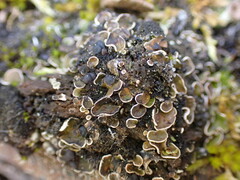 Psora