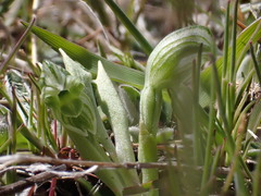 Pterostylis tanypoda