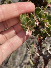 Arctostaphylos sensitiva