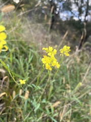 Brassicaceae