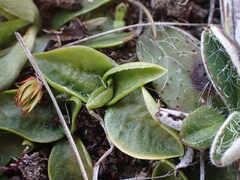 Pterostylis tanypoda