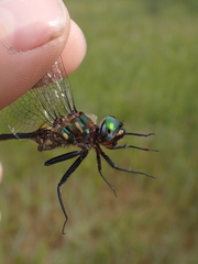 Somatochlora walshii