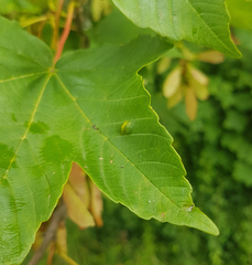 Aceria pseudoplatani