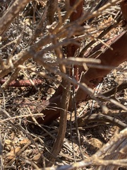 Arctostaphylos sensitiva