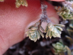 Pimelea