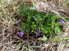 Viola adunca