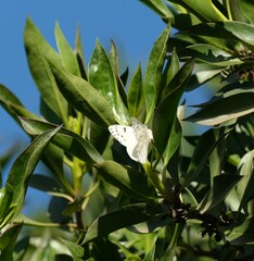Tatochila mercedis mercedis